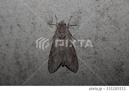 えびがらすずめ 131285511