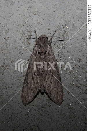 エビガラスズメ 131285519