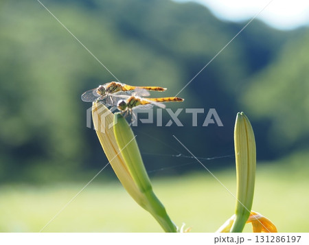 7月の北ドブ湿原(長野県木島平村) 7月の北ドブ湿原(長野県木島平村) 131286197