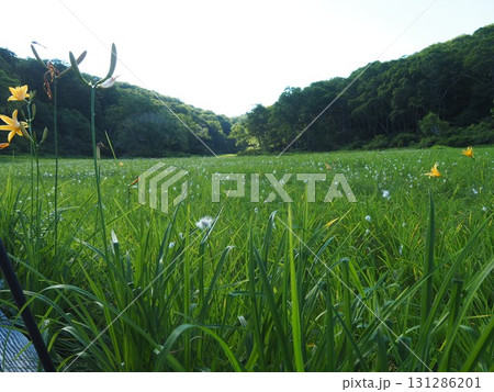 7月の北ドブ湿原(長野県木島平村) 7月の北ドブ湿原(長野県木島平村) 131286201