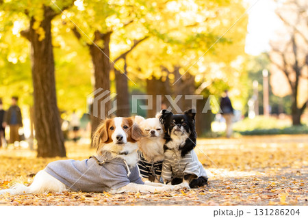 紅葉の落ち葉に包まれて寄り添うチワワとコーイケルホンディエ 131286204