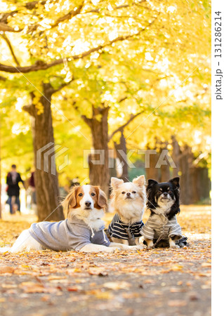 紅葉の落ち葉に包まれて寄り添うチワワとコーイケルホンディエ 紅葉の落ち葉に包まれて寄り添うチワワとコーイケルホンディエ 131286214
