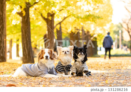 紅葉の落ち葉に包まれて寄り添うチワワとコーイケルホンディエ 131286216