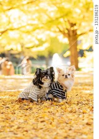 銀杏のじゅうたんで寄り添う二頭のチワワ 131286219