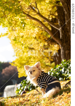 黄葉の木漏れ日にたたずむチワワのポートレート 黄葉の木漏れ日にたたずむチワワのポートレート 131286229