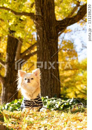 黄葉の木漏れ日にたたずむチワワのポートレート 131286230