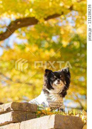 秋色に染まる黄葉を見上げるチワワの横顔 131286236