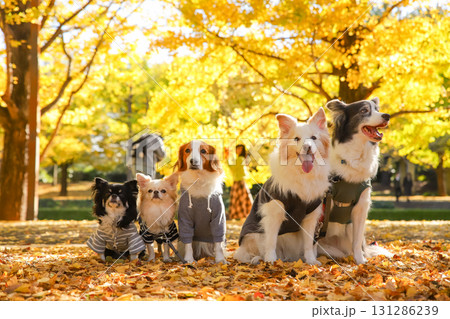 銀杏の落ち葉に並ぶチワワとコーイケルホンディエとボーダーコリー 131286239