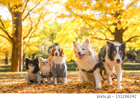 銀杏の落ち葉に並ぶチワワとコーイケルホンディエとボーダーコリー 銀杏の落ち葉に並ぶチワワとコーイケルホンディエとボーダーコリー 131286242