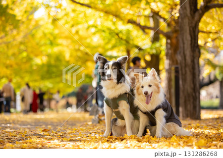 黄葉の並木道で寄り添う二頭のボーダーコリー 黄葉の並木道で寄り添う二頭のボーダーコリー 131286268