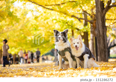 黄葉の並木道で寄り添う二頭のボーダーコリー 131286272