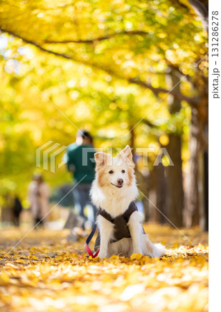 銀杏並木にたたずむボーダーコリーレッドの秋散歩 131286278