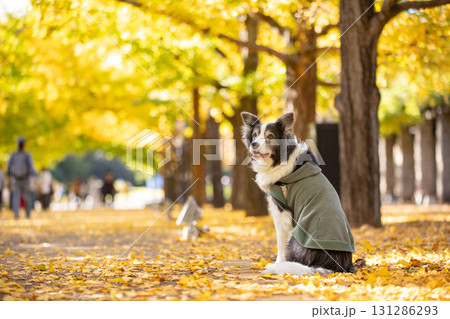 秋の銀杏並木で凛と立つボーダーコリーブラックタン 131286293