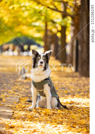 黄葉の並木道に座ってたたずむボーダーコリーブラックタン 131286295