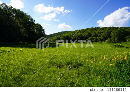 7月の北ドブ湿原(長野県木島平村) 7月の北ドブ湿原(長野県木島平村) 131286313