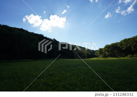 7月の北ドブ湿原（長野県木島平村） 131286332