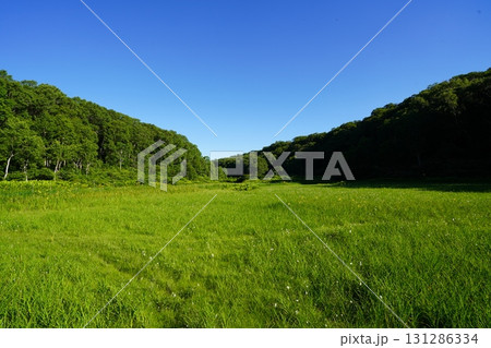 7月の北ドブ湿原(長野県木島平村) 7月の北ドブ湿原(長野県木島平村) 131286334