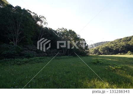 7月の北ドブ湿原（長野県木島平村） 131286343