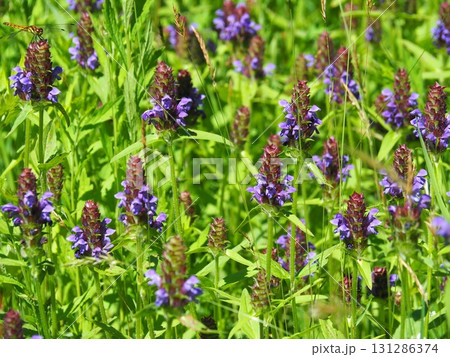 7月の北ドブ湿原（長野県木島平村） 131286374