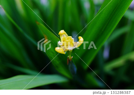 Close up blooming yellow Iris flower bouquet blossom in natural sunlight Close up blooming yellow Iris flower bouquet blossom in natural sunlight 131286387