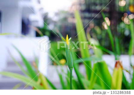Close up yellow bud of Iris flower bouquet blossom in natural sunlight 131286388