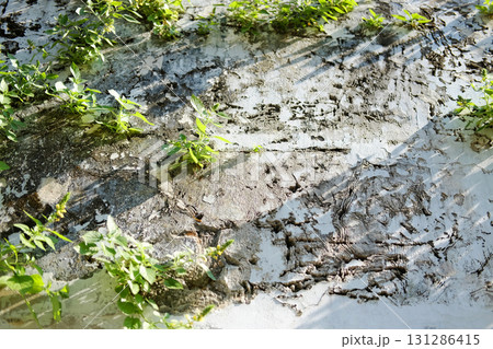 Green creeper and ivy cover on grunge concrete wall exterior in natural sunlight 131286415