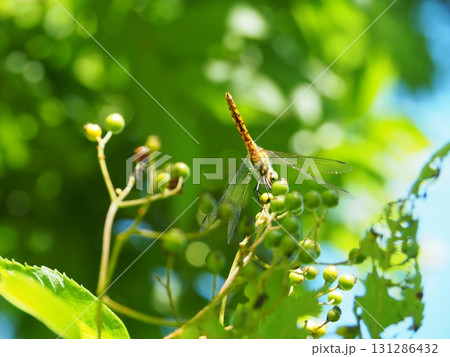 7月の北ドブ湿原（長野県木島平村） 131286432