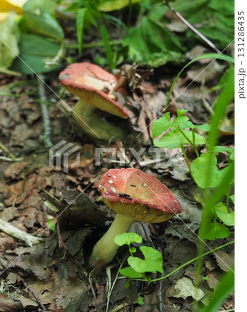 7月の北ドブ湿原(長野県木島平村) 7月の北ドブ湿原(長野県木島平村) 131286435