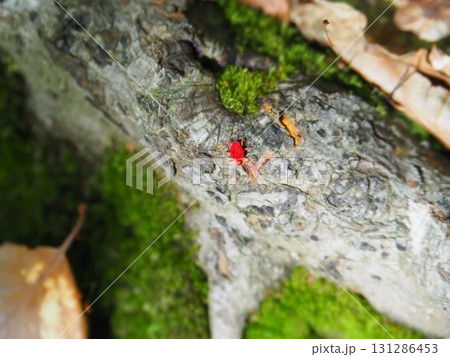 7月の北ドブ湿原(長野県木島平村) 7月の北ドブ湿原(長野県木島平村) 131286453