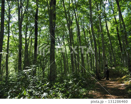 7月の北ドブ湿原（長野県木島平村） 131286460