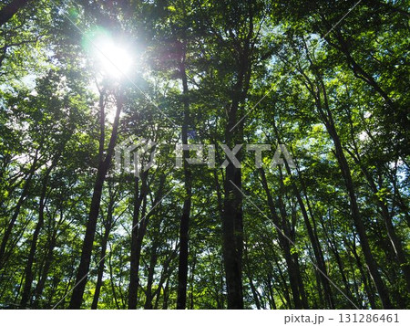 7月の北ドブ湿原(長野県木島平村) 7月の北ドブ湿原(長野県木島平村) 131286461