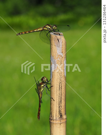 7月の北ドブ湿原（長野県木島平村） 131286464