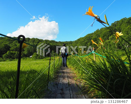 7月の北ドブ湿原(長野県木島平村) 7月の北ドブ湿原(長野県木島平村) 131286467