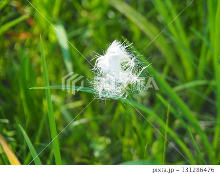 7月の北ドブ湿原（長野県木島平村） 131286476