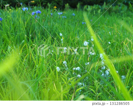 7月の北ドブ湿原（長野県木島平村） 131286505