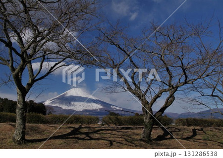冬枯れた木々の情景を醸し出す雪化粧の富士山2 131286538