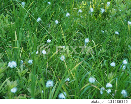 7月の北ドブ湿原(長野県木島平村) 7月の北ドブ湿原(長野県木島平村) 131286556
