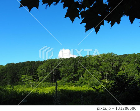 7月の北ドブ湿原（長野県木島平村） 131286680