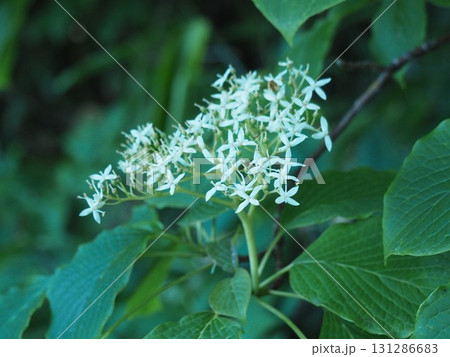 7月の北ドブ湿原（長野県木島平村） 131286683