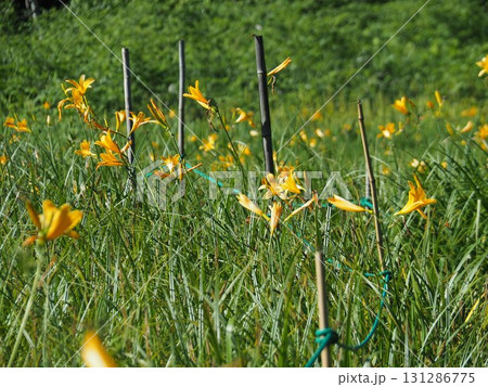 7月の北ドブ湿原（長野県木島平村） 131286775