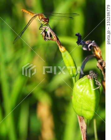7月の北ドブ湿原(長野県木島平村) 7月の北ドブ湿原(長野県木島平村) 131286779
