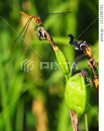 7月の北ドブ湿原（長野県木島平村） 131286781