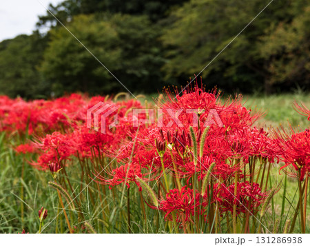 公園に咲き始めた彼岸花　蕾と花（千葉県松戸市・21世紀の森と広場） 131286938