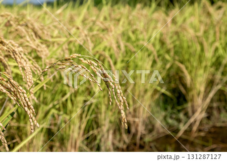 稲穂が垂れる実りある秋の水田イメージ 131287127