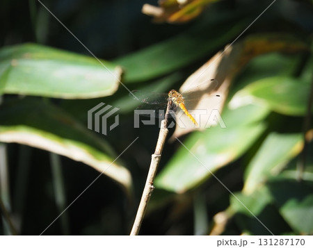 7月の北ドブ湿原（長野県木島平村） 131287170