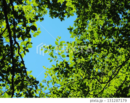 7月の北ドブ湿原(長野県木島平村) 7月の北ドブ湿原(長野県木島平村) 131287179