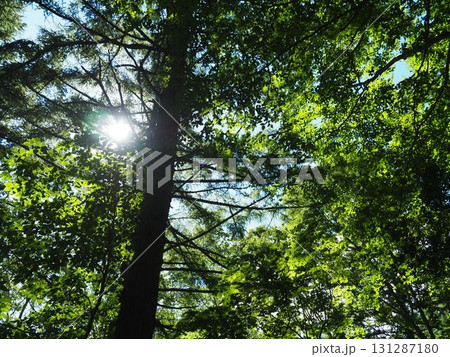 7月の北ドブ湿原(長野県木島平村) 7月の北ドブ湿原(長野県木島平村) 131287180