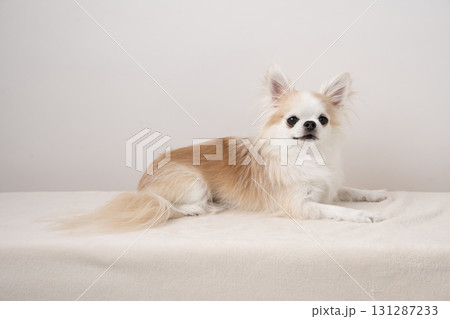 お座りしたチワワの豆晴 お座りしたチワワの豆晴 131287233