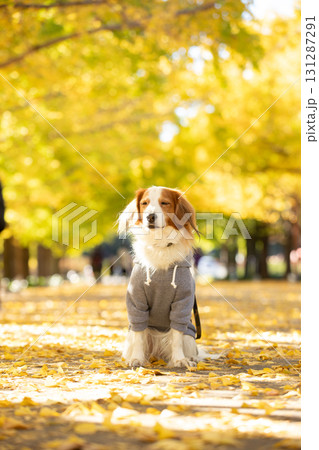 黄葉の並木道でまっすぐ座るコーイケルホンディエ 黄葉の並木道でまっすぐ座るコーイケルホンディエ 131287291