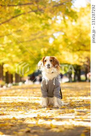 黄葉の並木道でまっすぐ座るコーイケルホンディエ 黄葉の並木道でまっすぐ座るコーイケルホンディエ 131287292